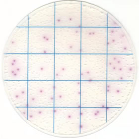 Plaque de numération Ringbio kangarooSci Salmonella
